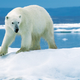 Illustration for article titled Polar Bears May Survive by Hunting Caribou as Arctic Ice Melts